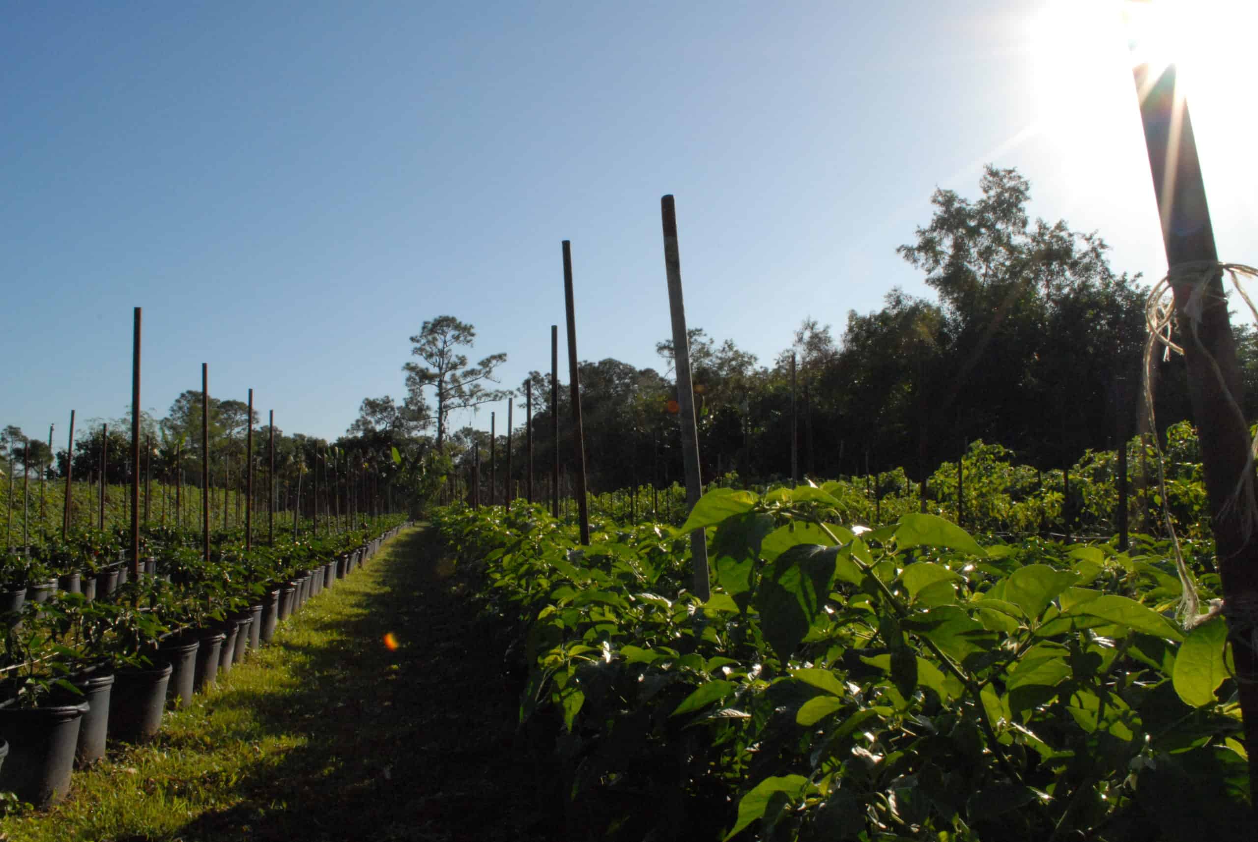 fresh produce growing with support sticks in the middle of fresh vegetables and full exposure to the sun