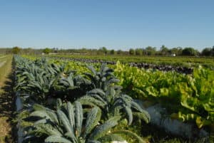 Organic romaine and bib lettuce from Oakes farms