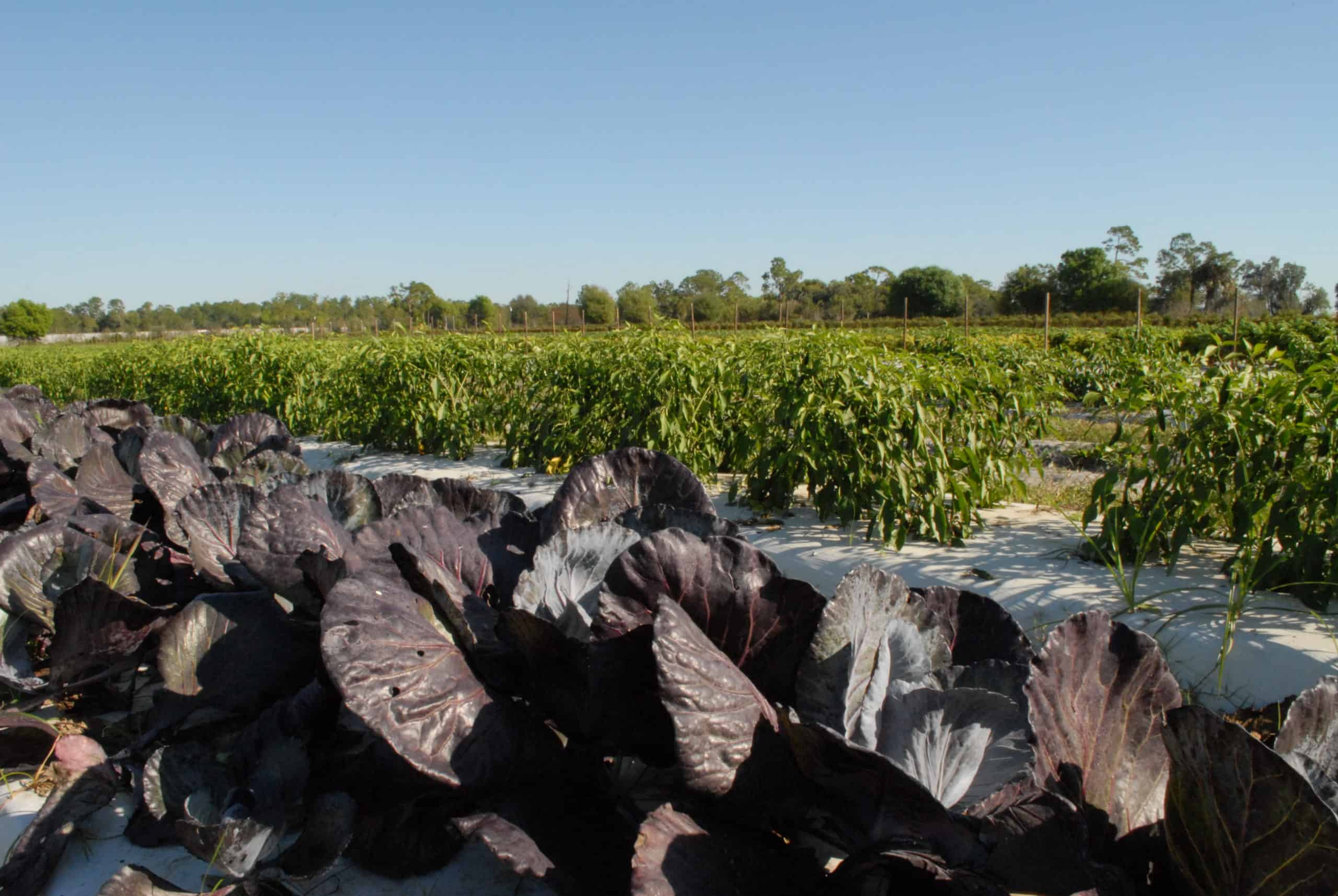 Fresh cabbage and corn from oakes farms