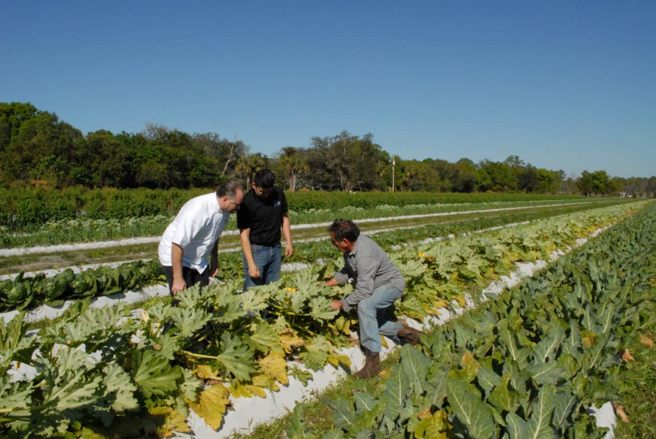 Chefs and managers inspecting the produce at Oakes Farms together